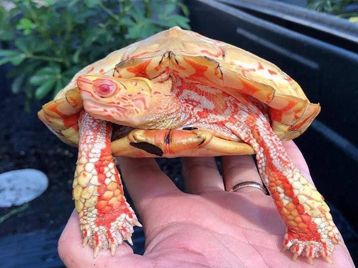 This is an Albino Rhinoclemmys pulcherrima, also known as the painted wood turtle.