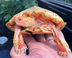 This is an Albino Rhinoclemmys pulcherrima, also known as the painted wood turtle.