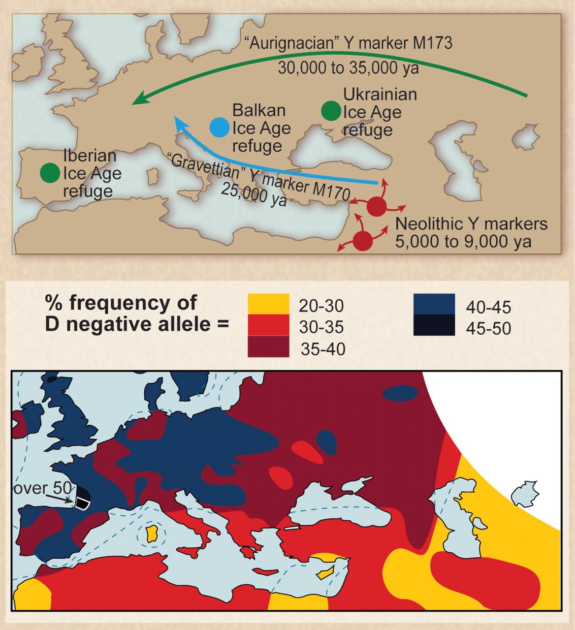 Paleolithic settlers from the last glacial maximum may be the source of the high frequency of D− allele in Europeans