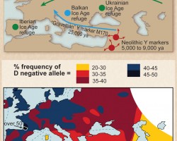Paleolithic settlers from the last glacial maximum may be the source of the high frequency of D− allele in Europeans