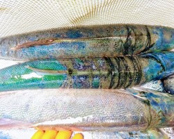 fresh caught salmon from the Bering sea