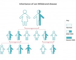 Von Willebrand disease low among people with blood type O
#vonWillebrand #rhnegative #bloodtype
https://www.rhesusnegative.net/staynegative/von-willebrand-disease-low-among-people-with-blood-type-o/