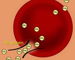 Ammonia smell when sick