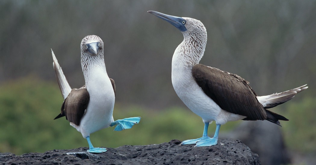 The mating dance of the blue-footed booby relates to sexual selection based on the foot color keeping the species alive.