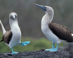 The mating dance of the blue-footed booby relates to sexual selection based on the foot color keeping the species alive.