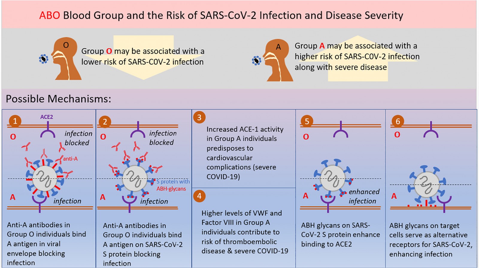 Proposed mechanisms for association between ABO blood type and SARS‐CoV‐2 infection