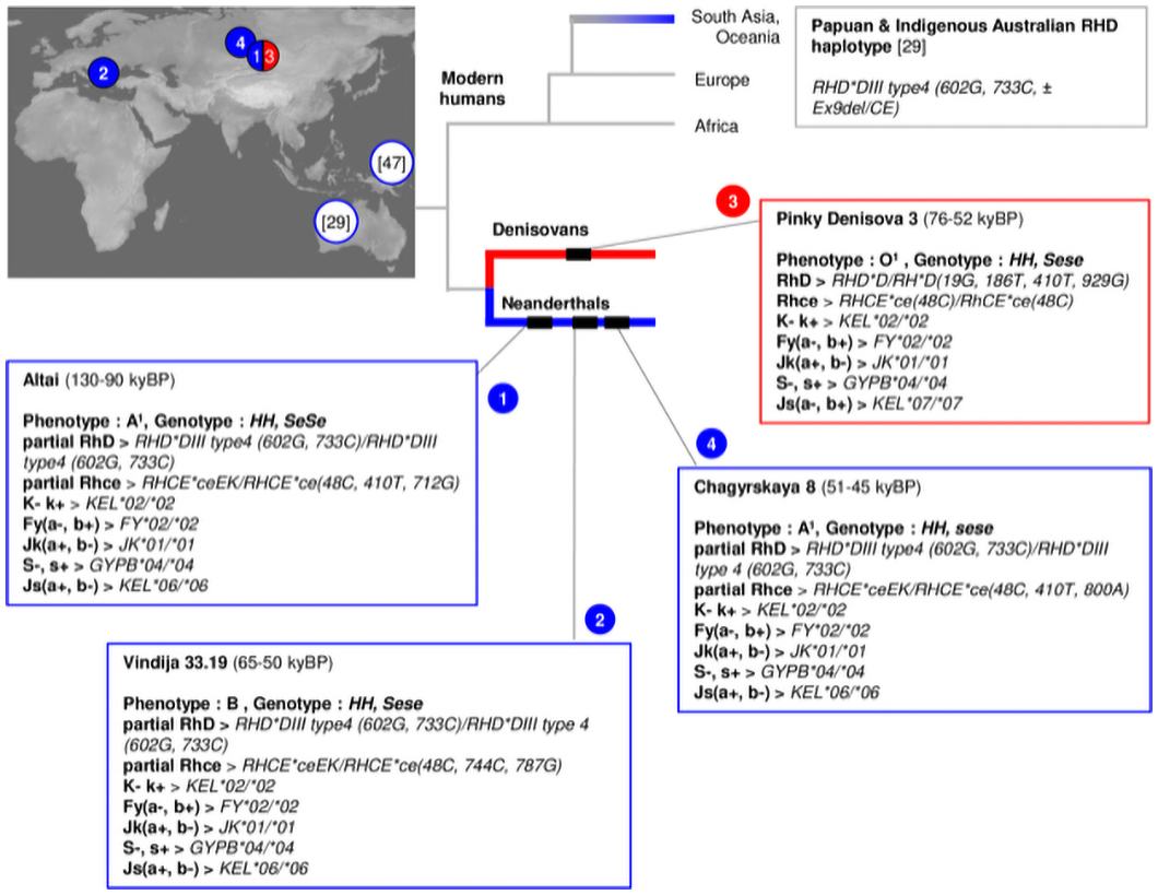 The Blood Types of the Neanderthals