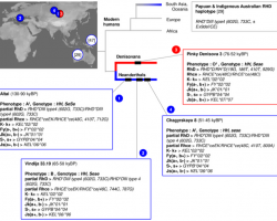 The Blood Types of the Neanderthals