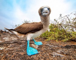 The evolutionary significance of the blue-footed booby of the Galapagos Islands likely relates to the similarity between the color of feet and the water making him less visible to underwater predators.