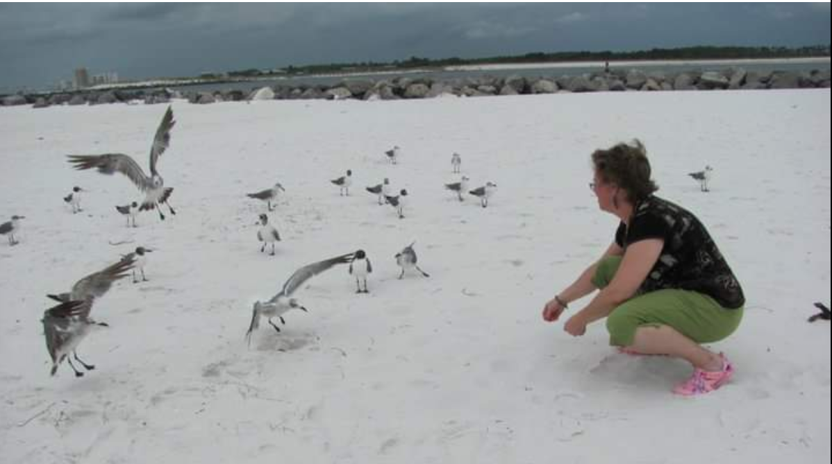 Feeding the seagulls on Shell Island