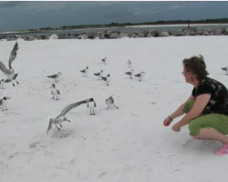Feeding the seagulls on Shell Island