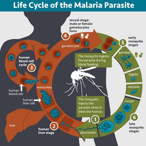 Group O was associated with a 66% reduction in the odds of developing severe malaria. Blood type O conveys protection against malaria because RIFIN, a protein secreted by parasites, bonds weakly with type O blood cells while strongly linking to type A.