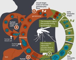 Group O was associated with a 66% reduction in the odds of developing severe malaria. Blood type O conveys protection against malaria because RIFIN, a protein secreted by parasites, bonds weakly with type O blood cells while strongly linking to type A.