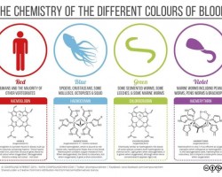 The Chemistry of the Different Colors of Blood