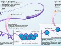 Why are epigenetics important to rh negatives?