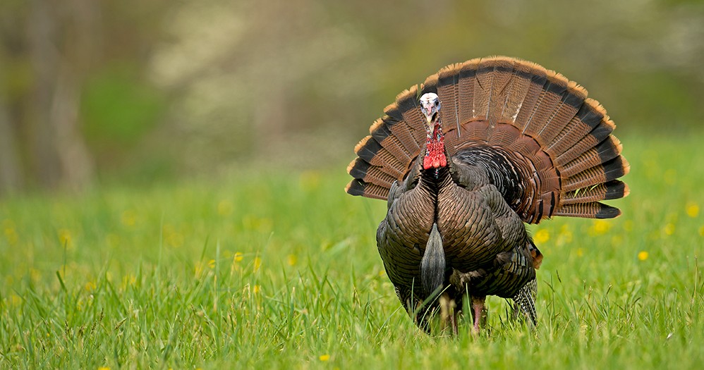 Turkey is close to the wild turkey and with that high in nutrients