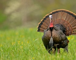 Turkey is close to the wild turkey and with that high in nutrients