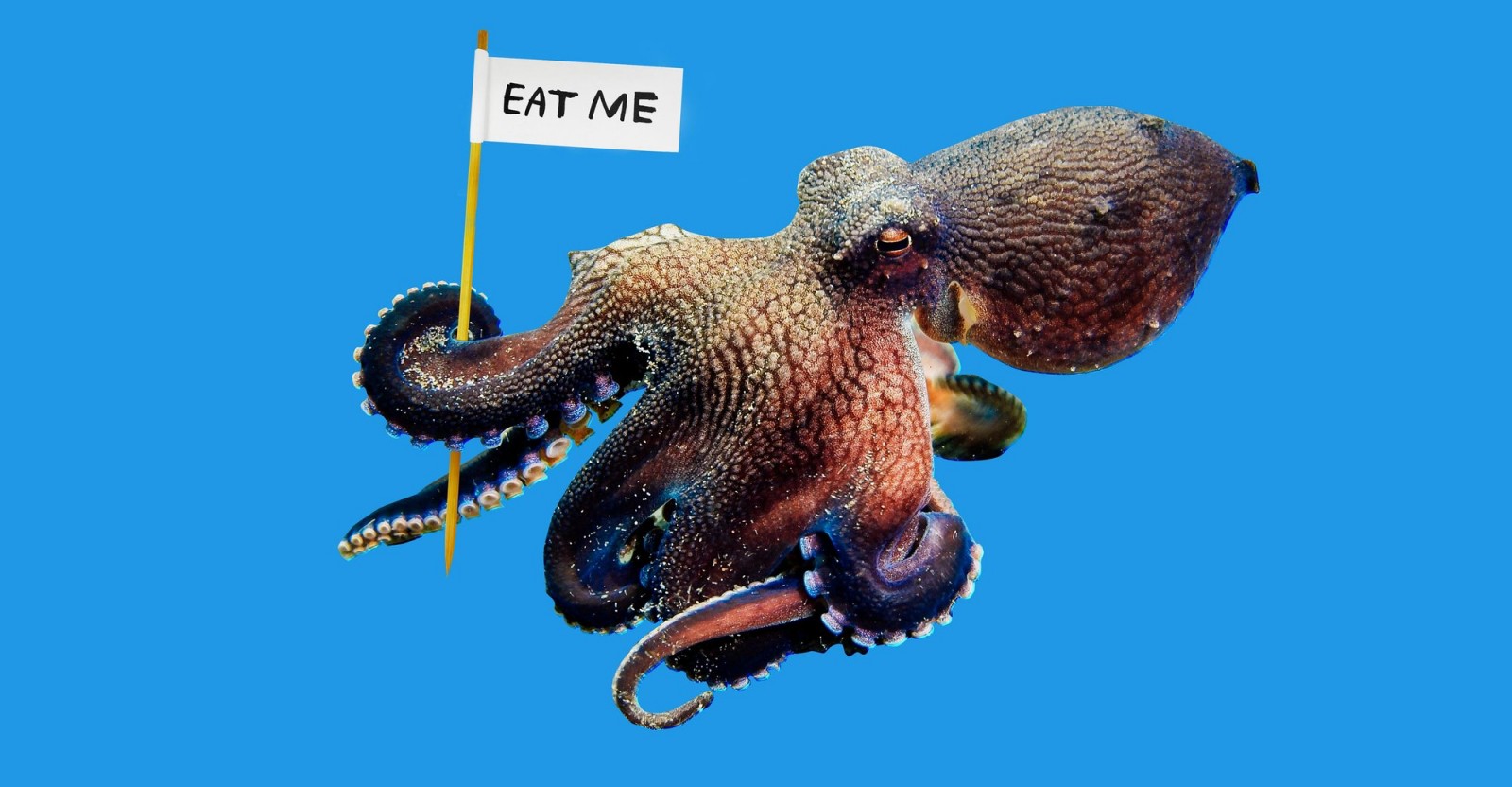 One thing I simply cannot eat is octopus. How about you?