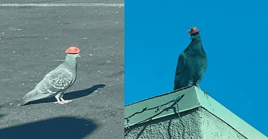 Police are looking for the person who keeps putting cowboy hats on all the pigeons