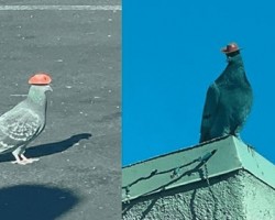Police are looking for the person who keeps putting cowboy hats on all the pigeons