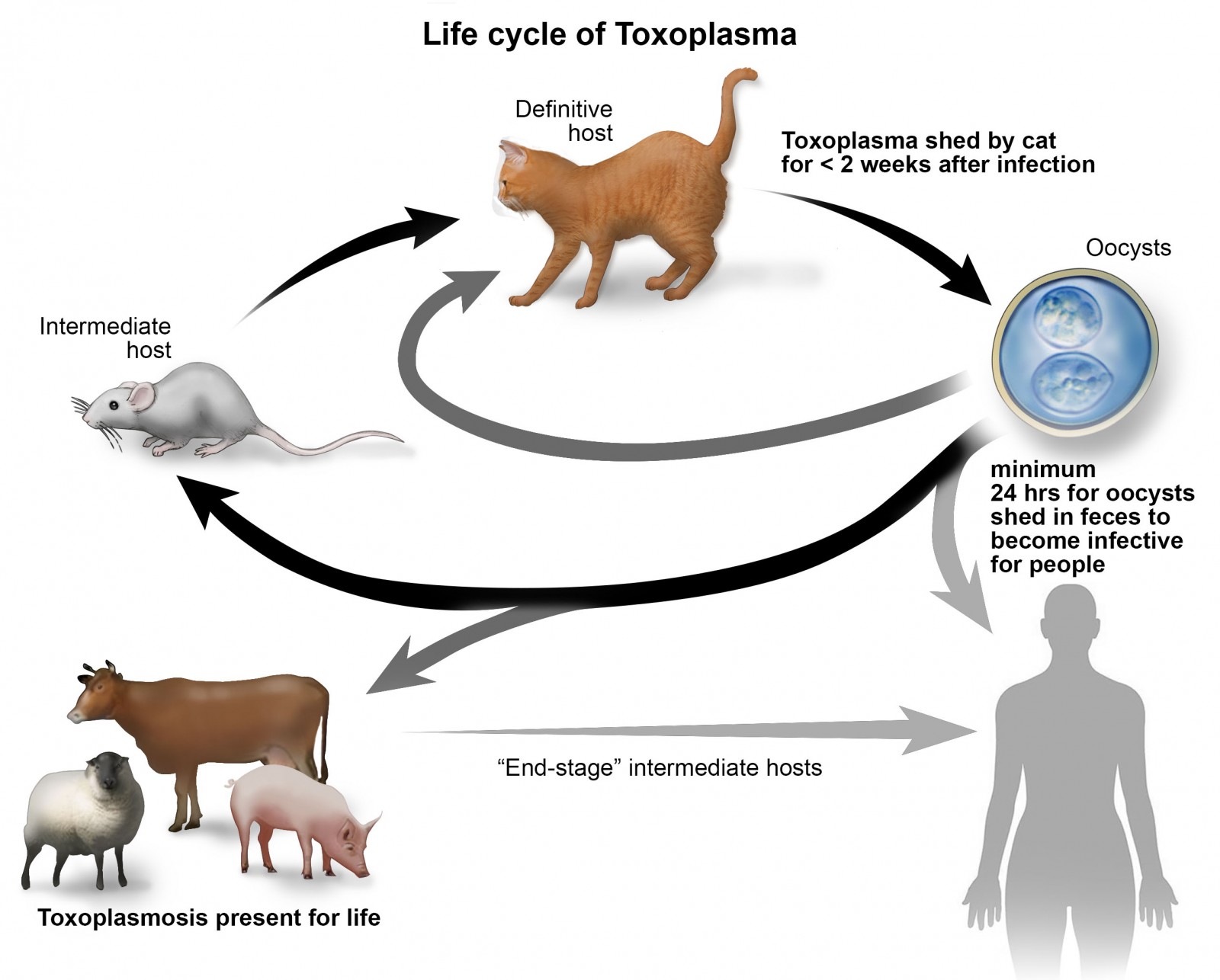 Toxoplasmosis affects rh negative differently.