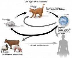 Toxoplasmosis affects rh negative differently.
