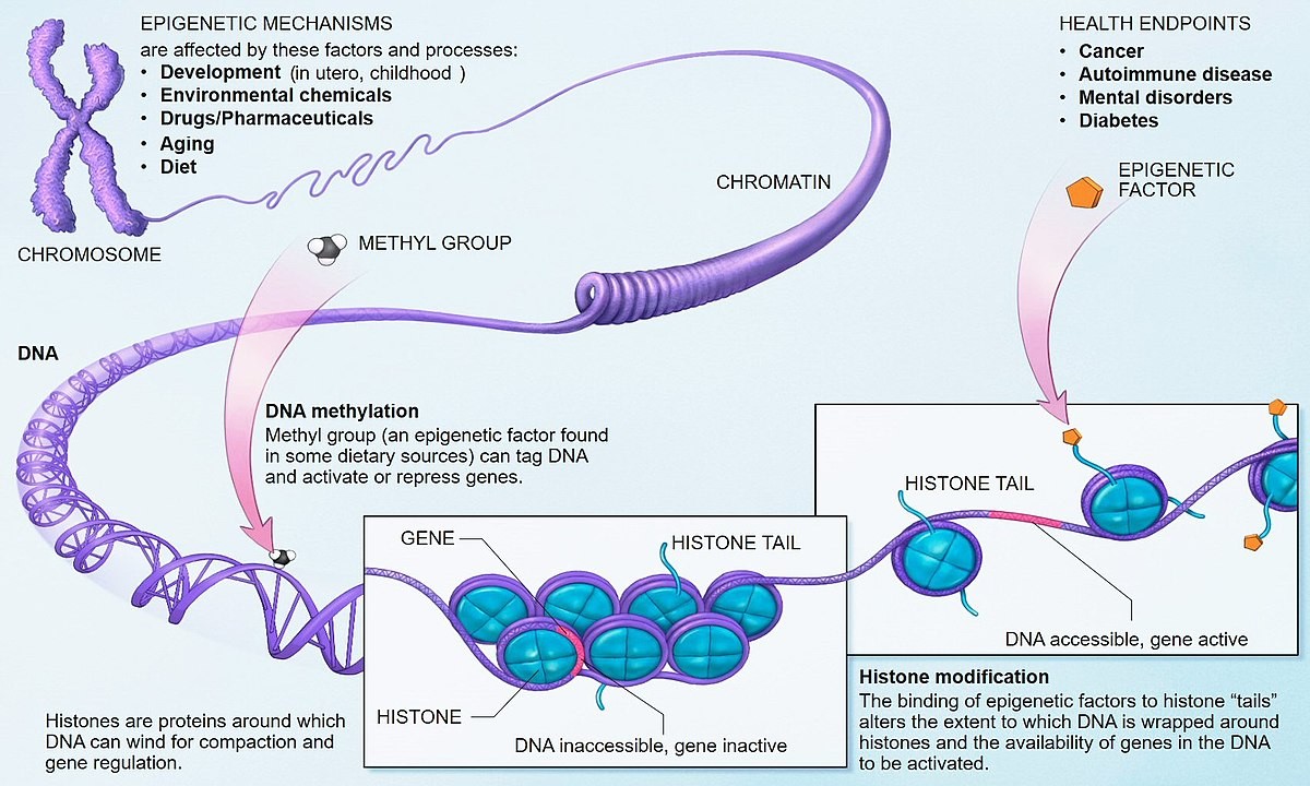 admin - View blog - Why are epigenetics important to rh negatives?