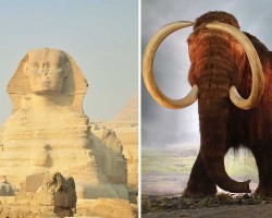 During the building of the Great Pyramids, mammoths still existed.