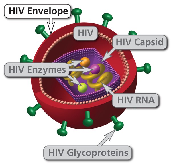 https://www.rhesusnegative.net/staynegative/rhesus-negative-health/