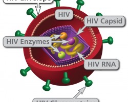 https://www.rhesusnegative.net/staynegative/rhesus-negative-health/